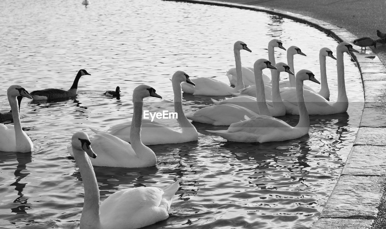 Swans swimming in lake