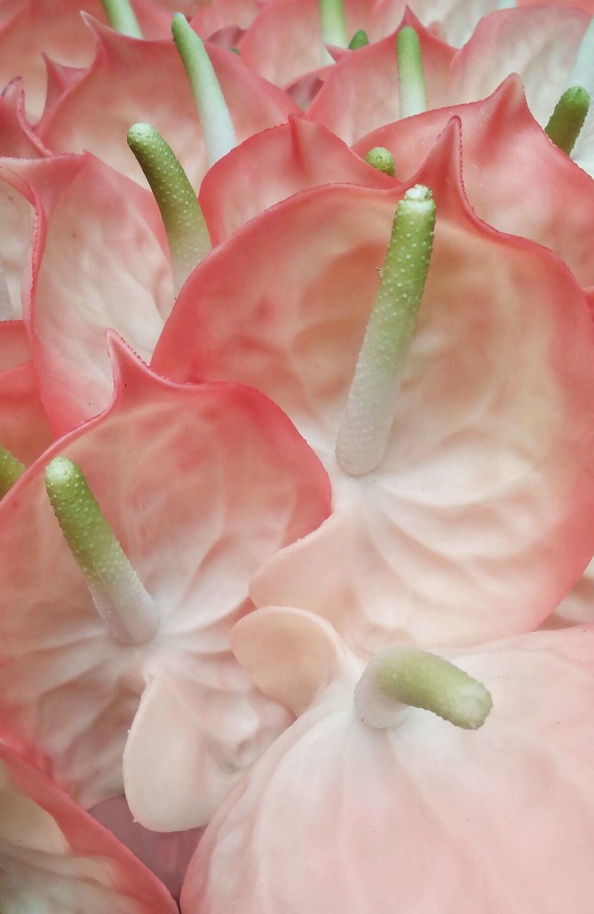 Close up of pink flowers