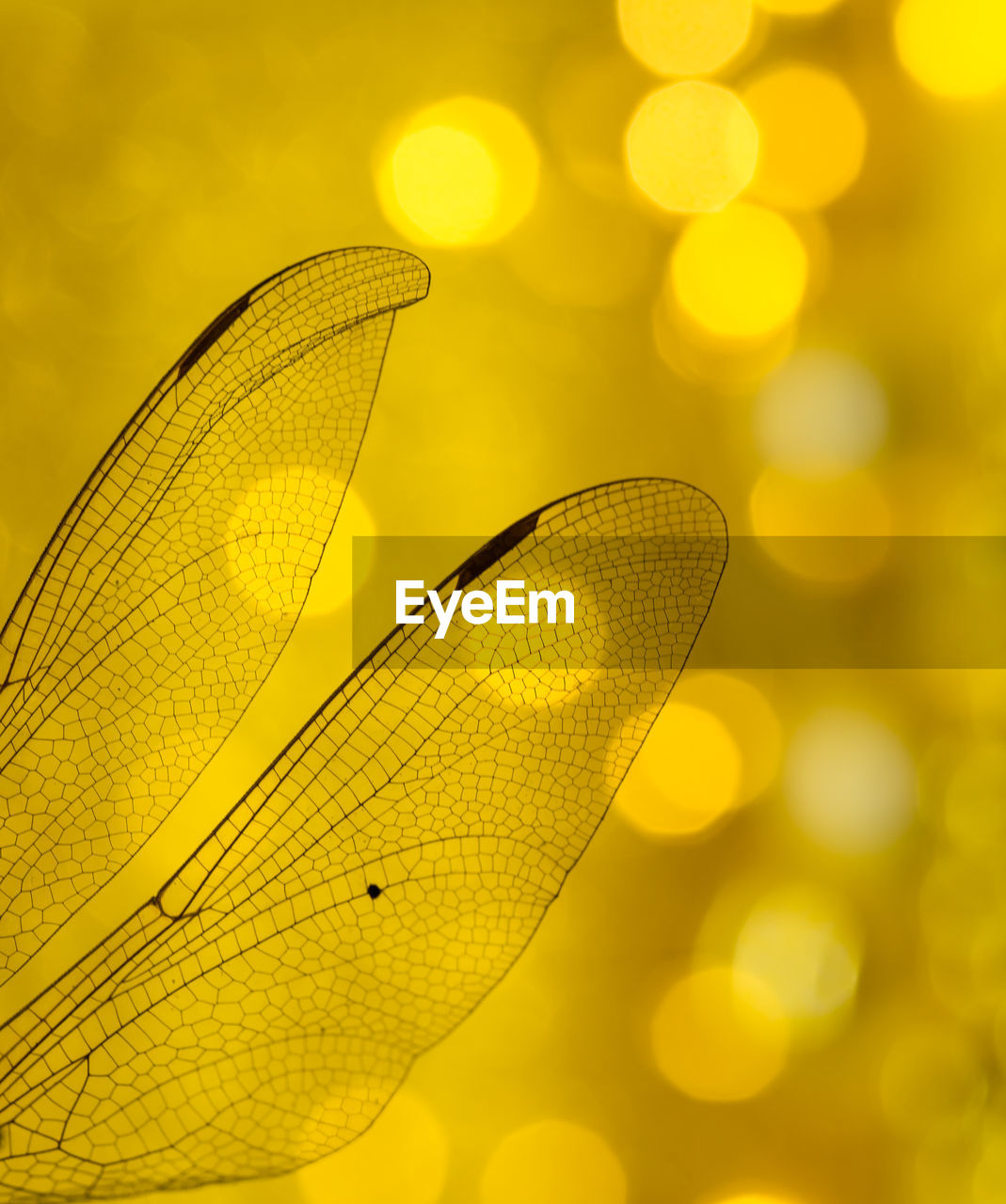 CLOSE-UP OF DRAGONFLY AGAINST YELLOW LEAF