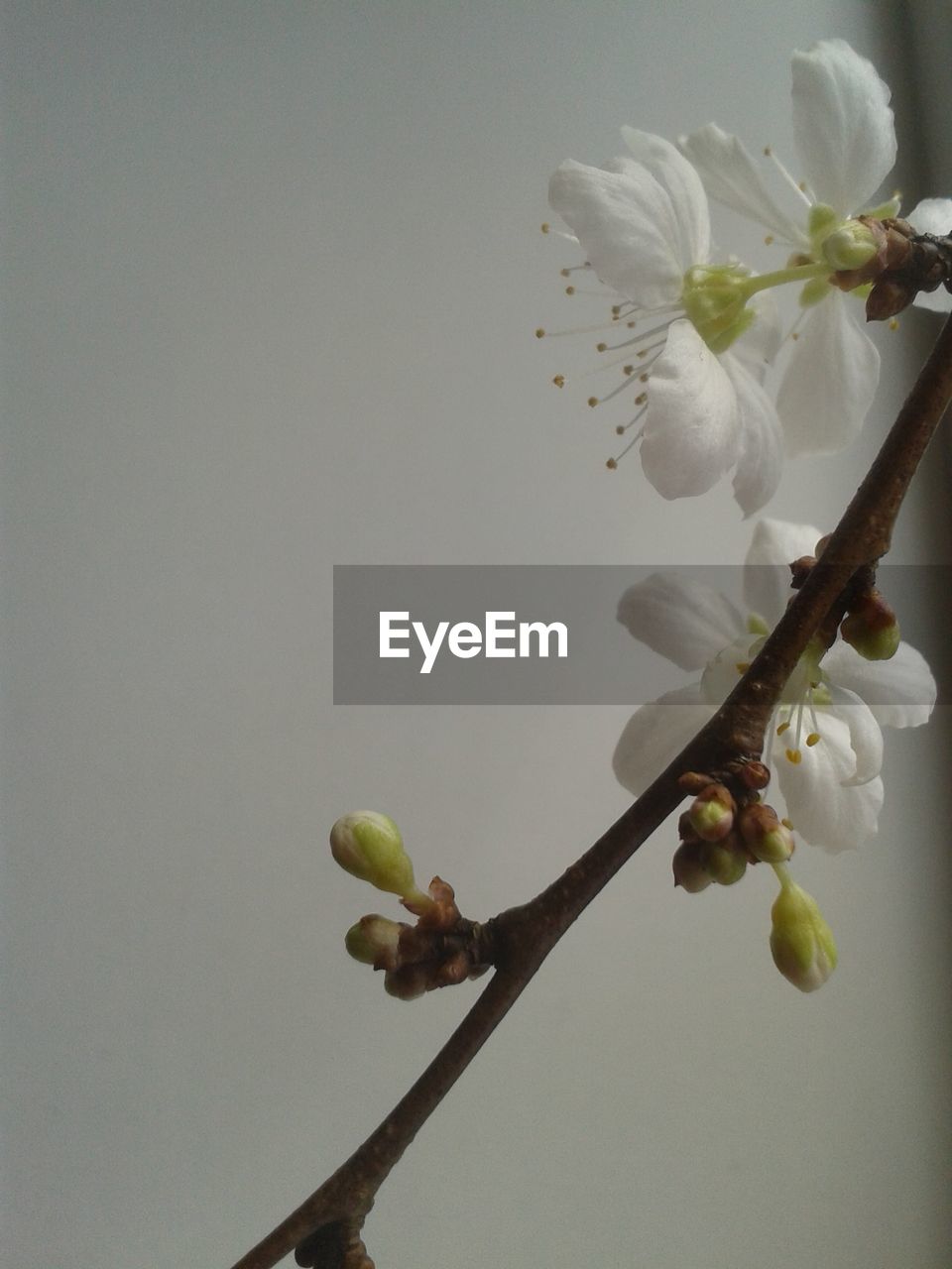 Close-up of flowers against white background