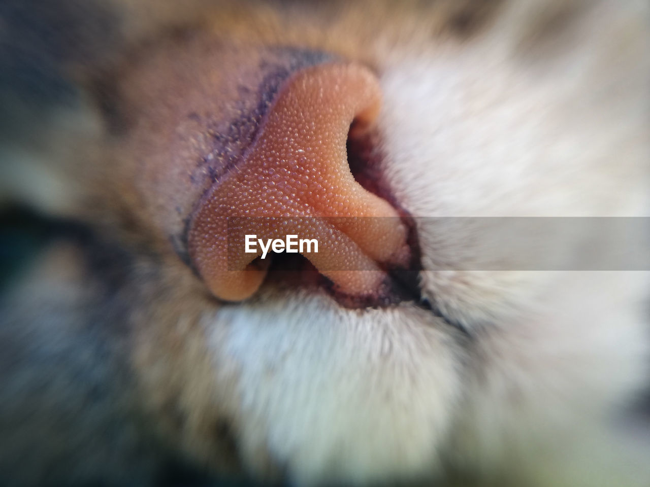 Close-up of a rose nose of a cat