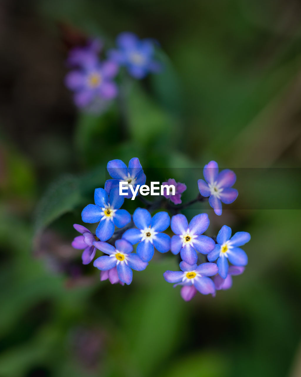 Close-up of purple flowering plants