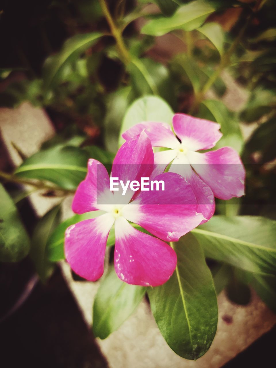 CLOSE-UP OF PURPLE FLOWERING PLANT