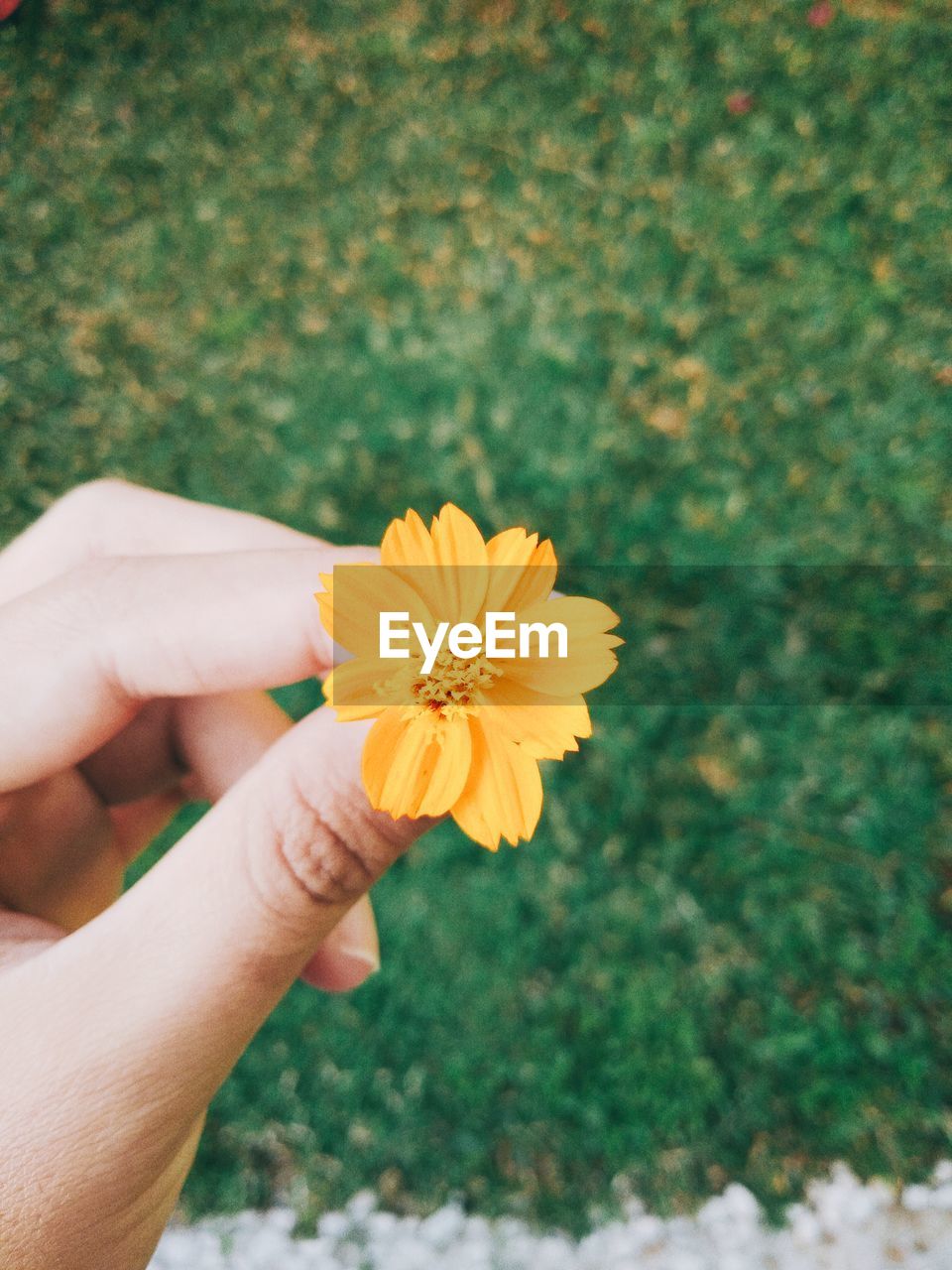 Close-up of hand holding yellow flower