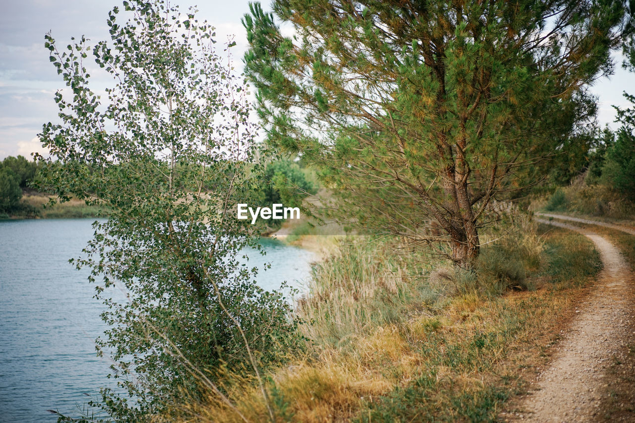 Scenic view of river amidst trees in forest against sky