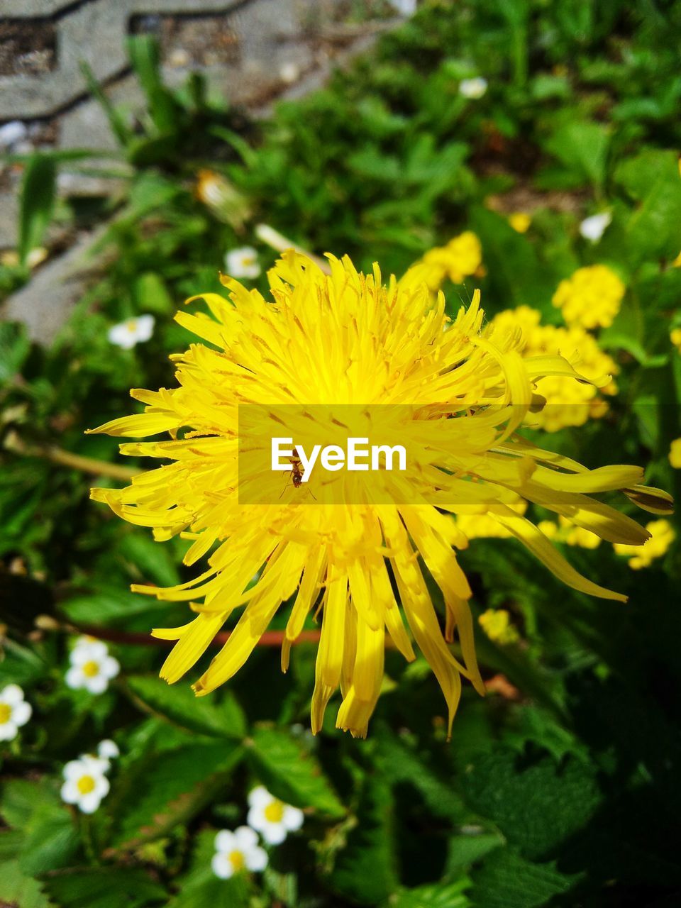 CLOSE-UP OF INSECT ON YELLOW FLOWERS BLOOMING OUTDOORS