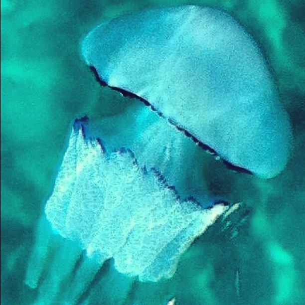 CLOSE-UP OF JELLYFISH