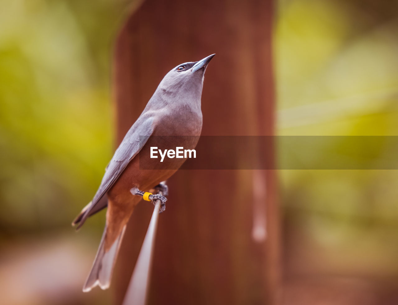 Close-up of a bird