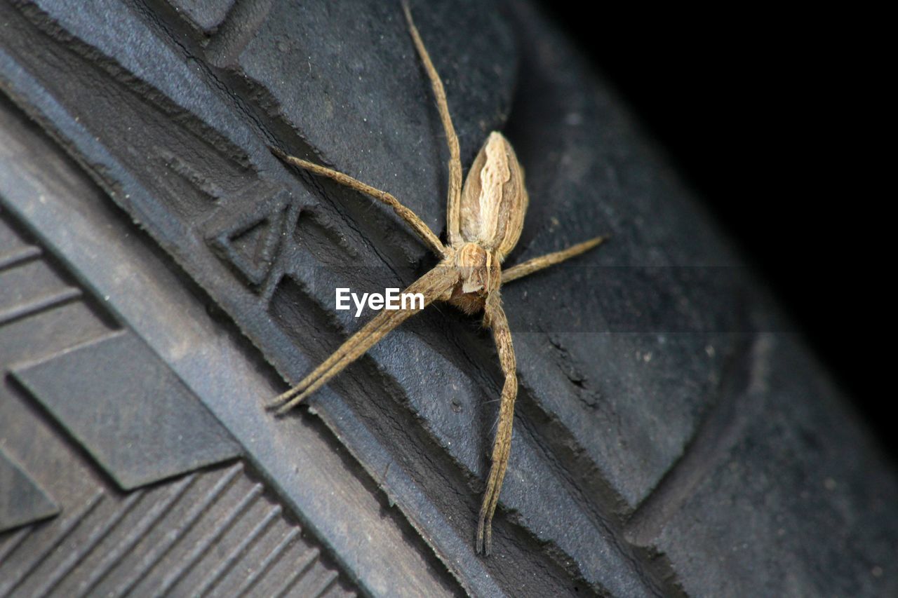 Close-up of spider crawling on tire