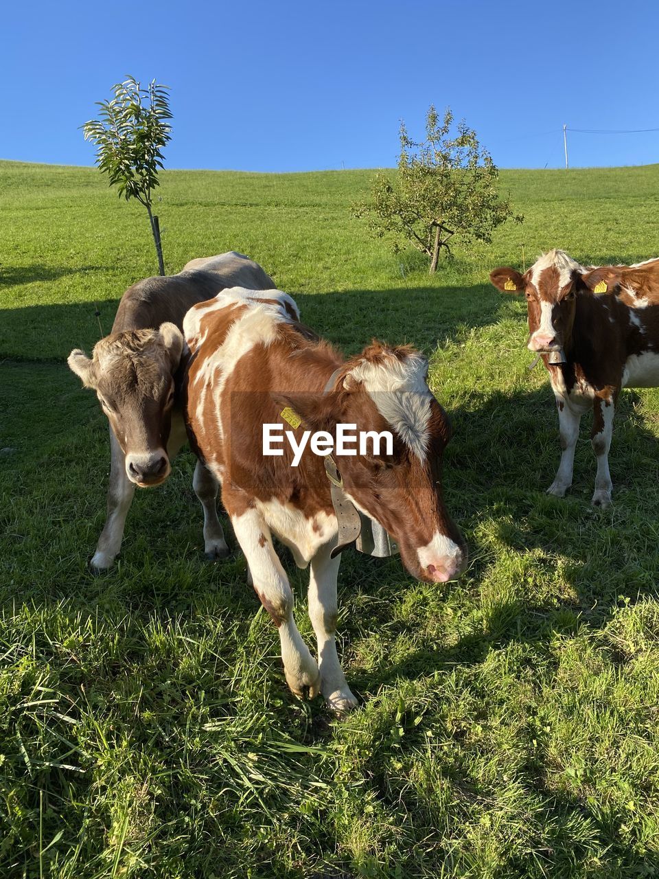 COWS ON THE FIELD