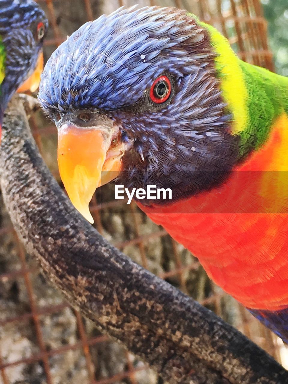 Portrait of rainbow lorikeet in zoo