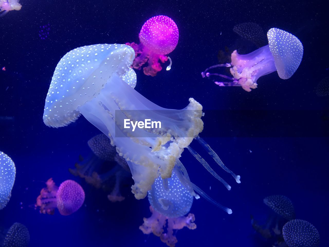 Close-up of jellyfish swimming in aquarium 
