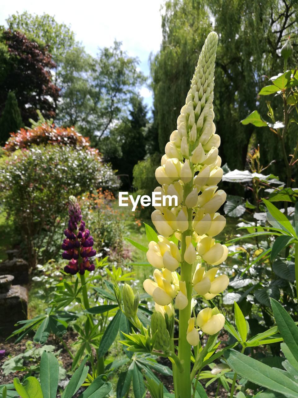 CLOSE-UP OF FLOWERS BLOOMING IN PARK