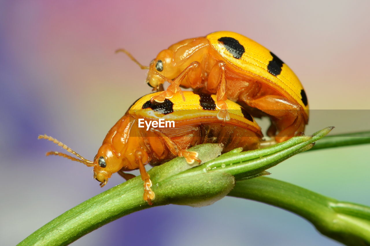 Closed up of yellow bugs mating on plant