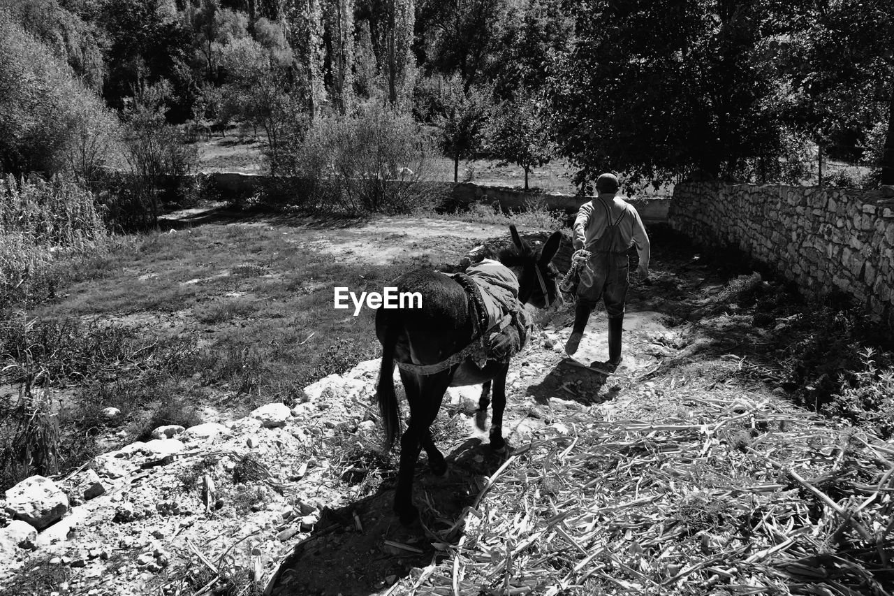 Rear view of man walking with donkey on field