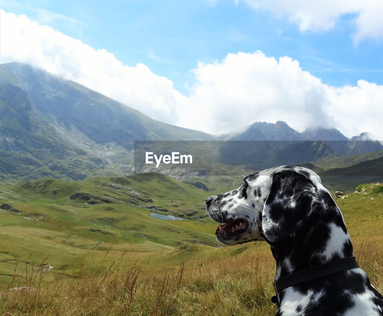 Dalmatian looking at mountains against sky 