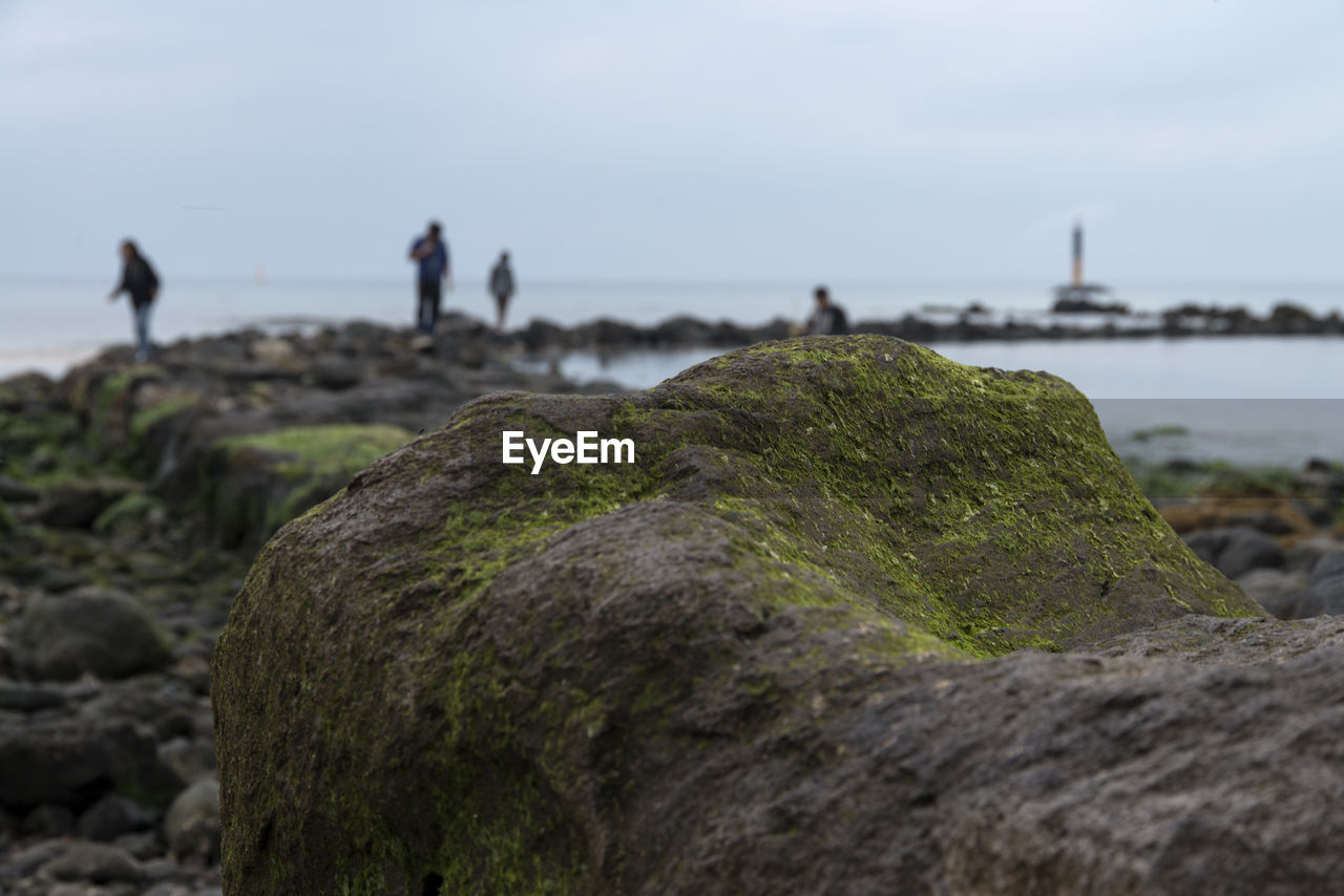 Close-up of moss on rock at jeju island