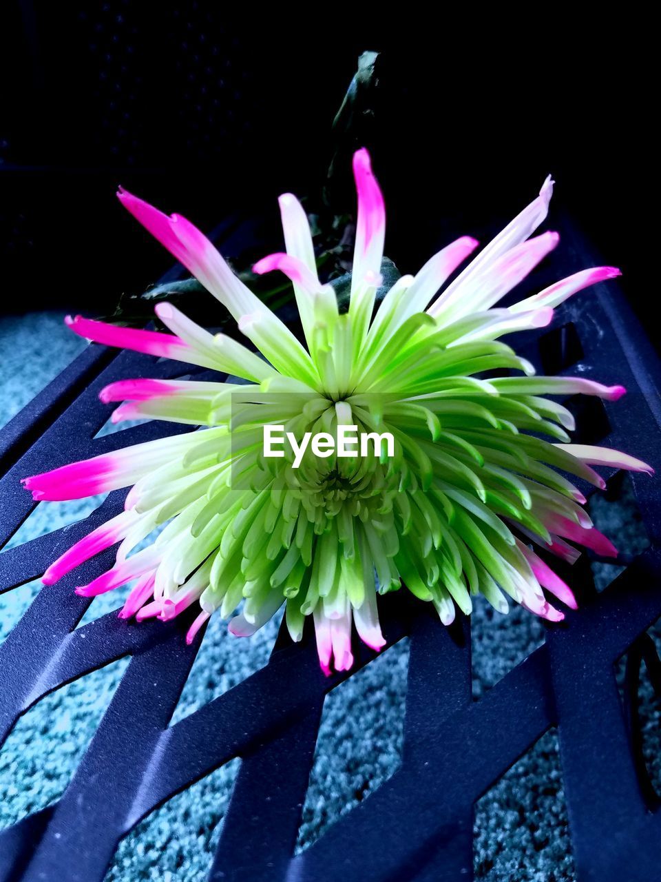 CLOSE-UP OF FRESH PINK FLOWER BLOOMING IN POT