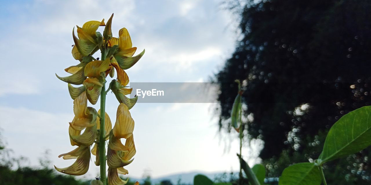 CLOSE-UP OF FLOWERING PLANTS AGAINST SKY