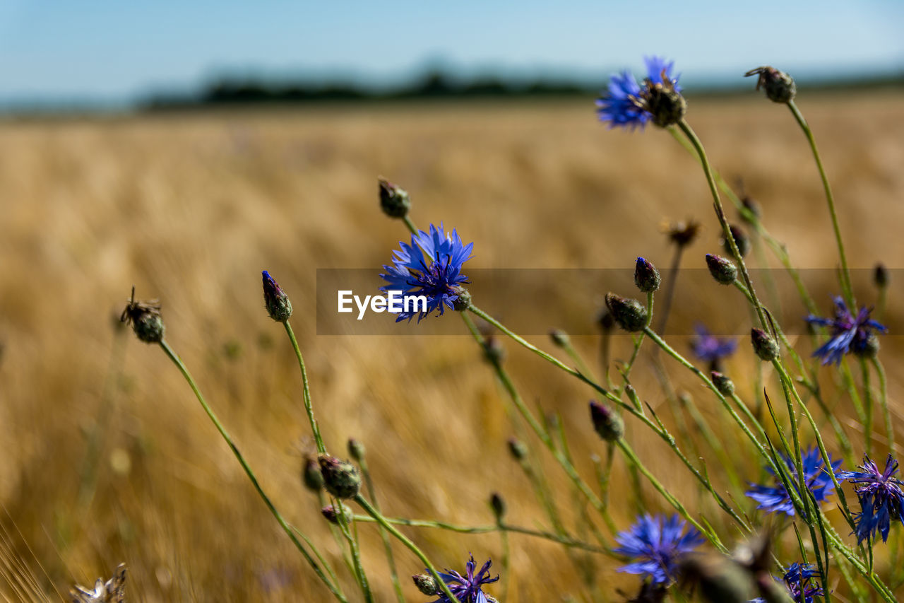 Close-up of flowers on field