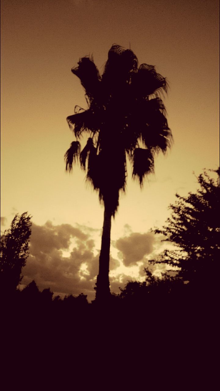 LOW ANGLE VIEW OF SILHOUETTE PALM TREES AGAINST SKY
