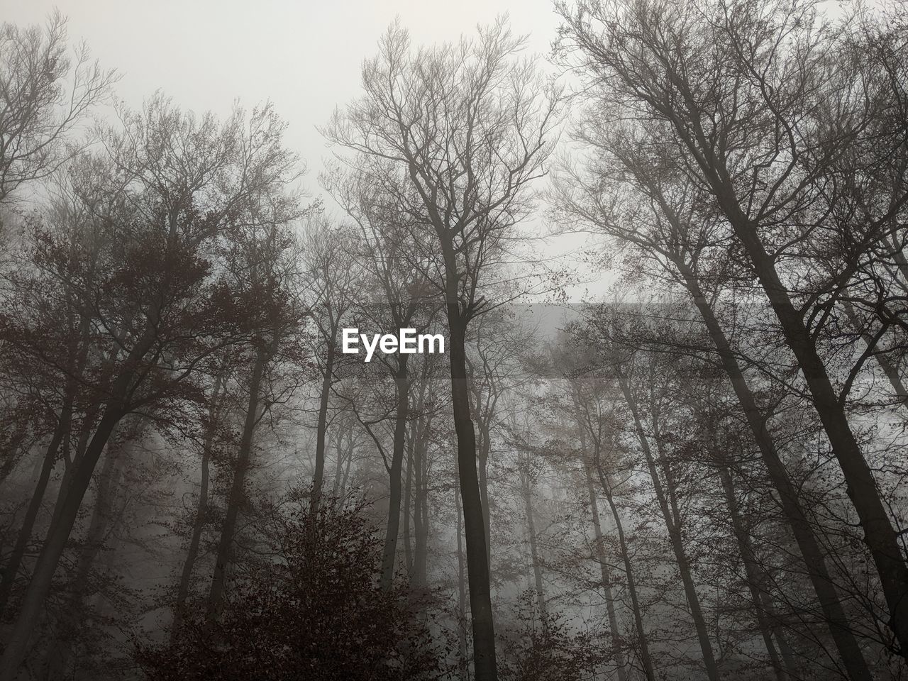 Low angle view of trees in forest