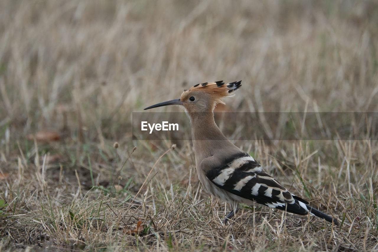 animal themes, animal, animal wildlife, wildlife, bird, one animal, prairie, grass, no people, nature, plant, side view, outdoors, day, full length, safari, focus on foreground, tourism, selective focus, beak, plain