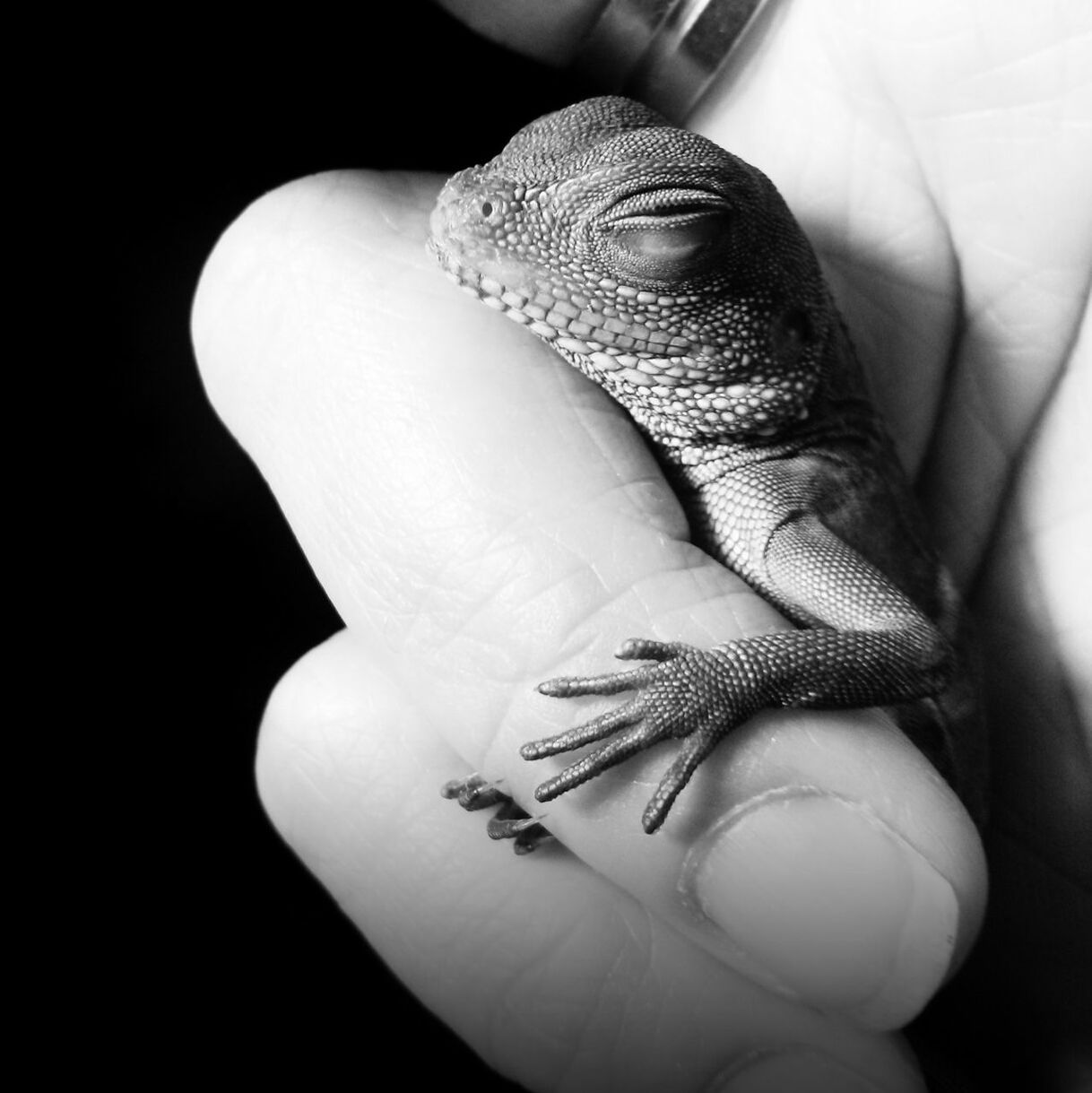 Woman holding lizard in hand