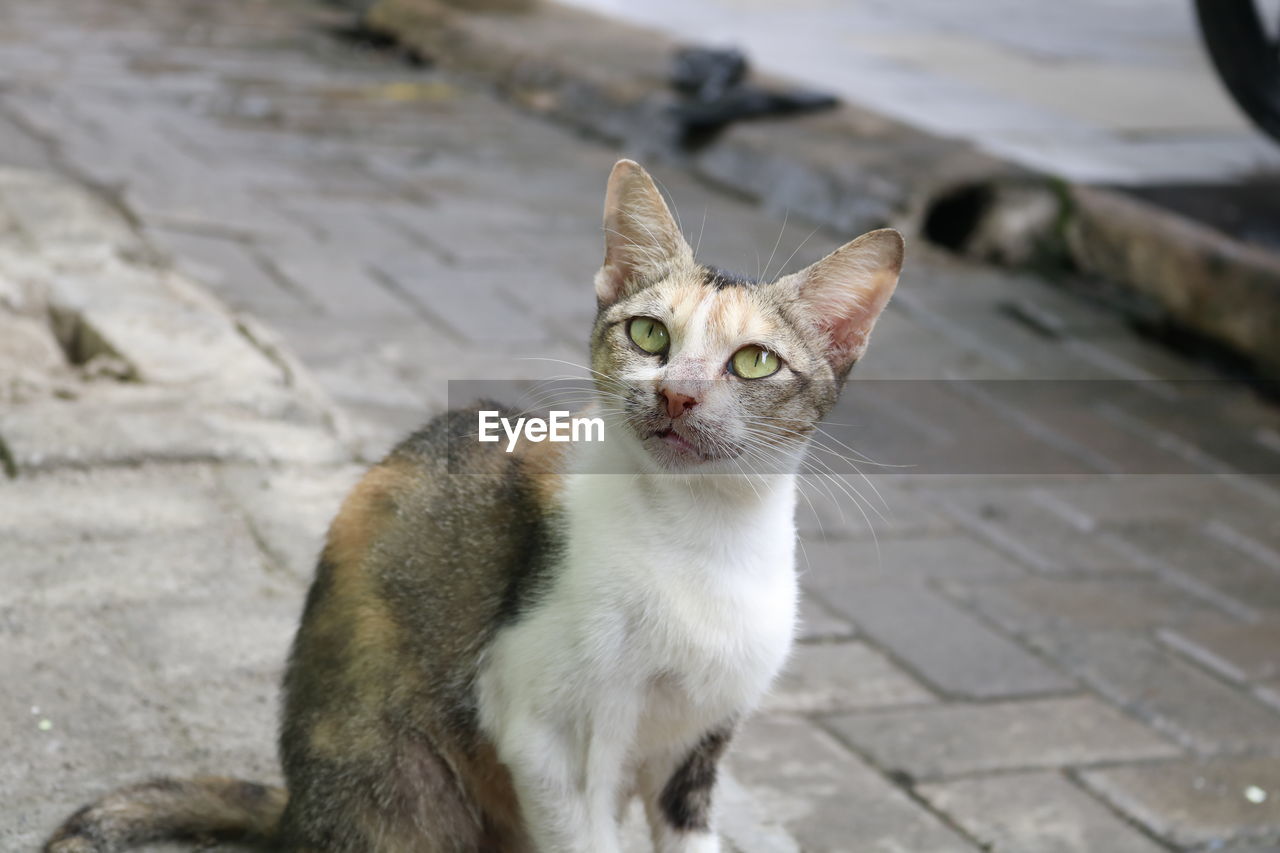 pet, animal, animal themes, mammal, cat, domestic animals, domestic cat, one animal, feline, whiskers, small to medium-sized cats, felidae, portrait, looking at camera, footpath, no people, sitting, carnivore, looking, street, stray animal, focus on foreground, day, city