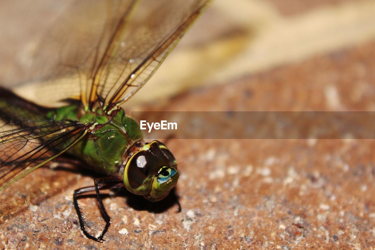 Close-up of dragonfly on brick