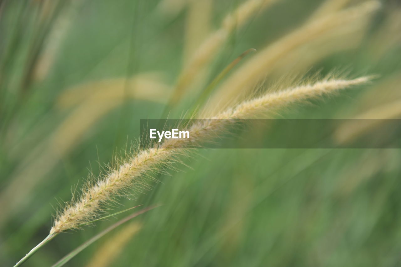 Close-up of fresh green grass