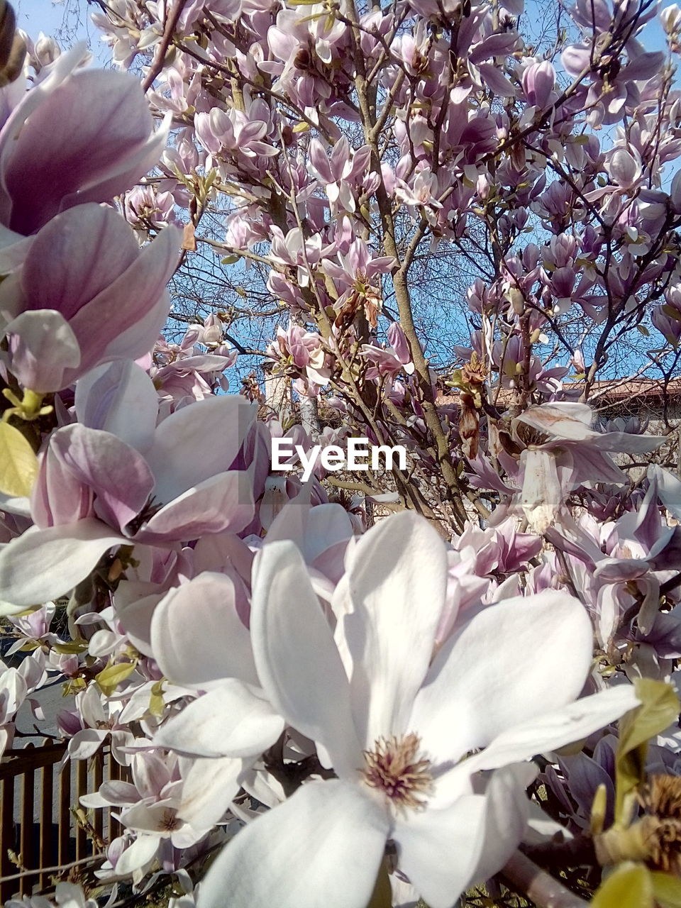 LOW ANGLE VIEW OF MAGNOLIA BLOSSOMS