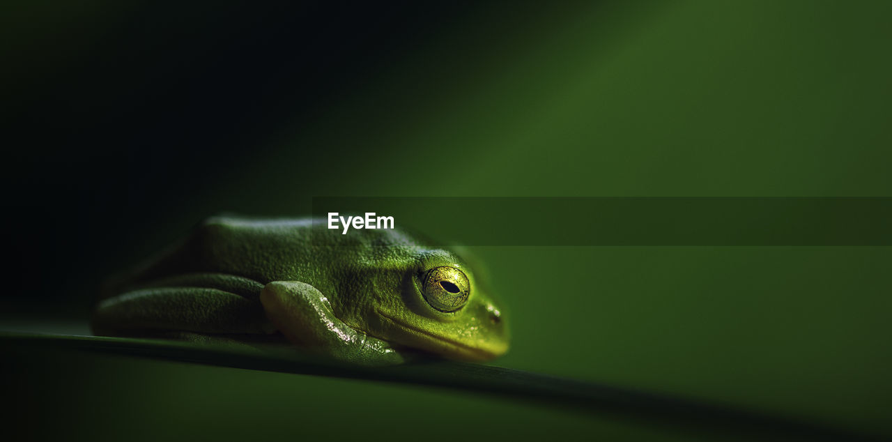 CLOSE-UP OF GREEN FROG