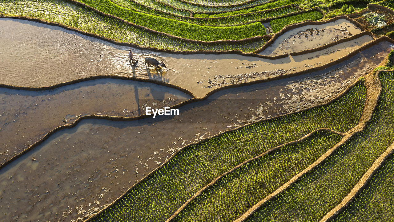 High angle view of agricultural field