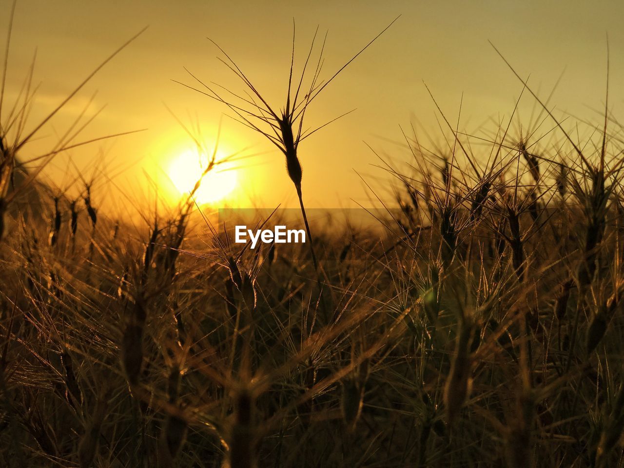 Close-up of wheat field at sunset