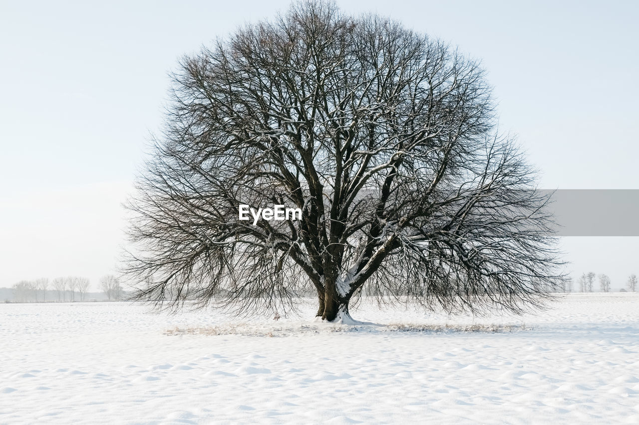 TREE ON SNOW COVERED FIELD AGAINST SKY
