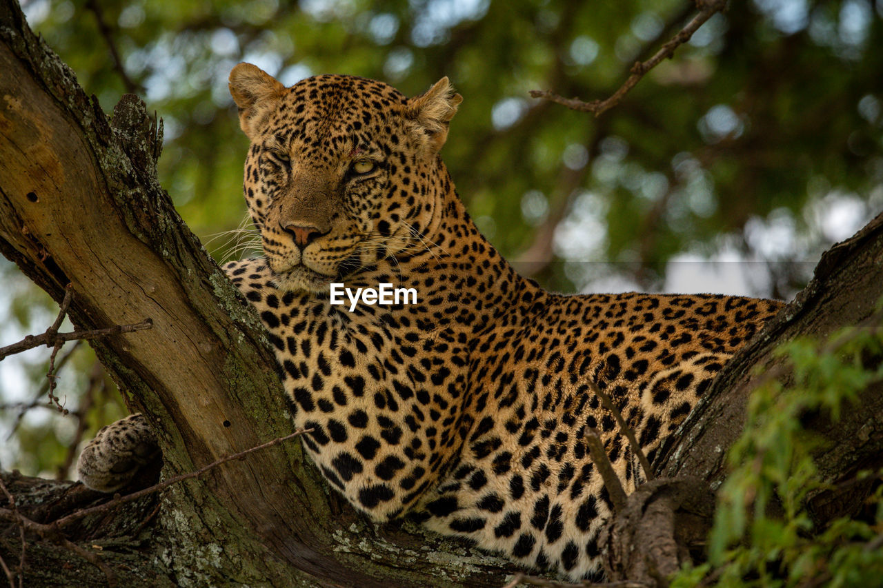 Leopard lies in shade behind split branch
