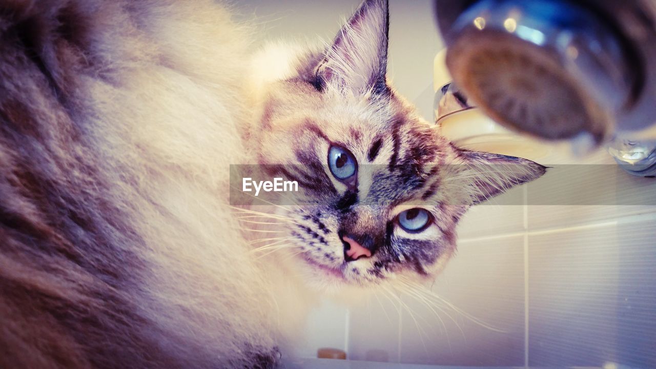 CLOSE-UP PORTRAIT OF CAT ON FLOOR