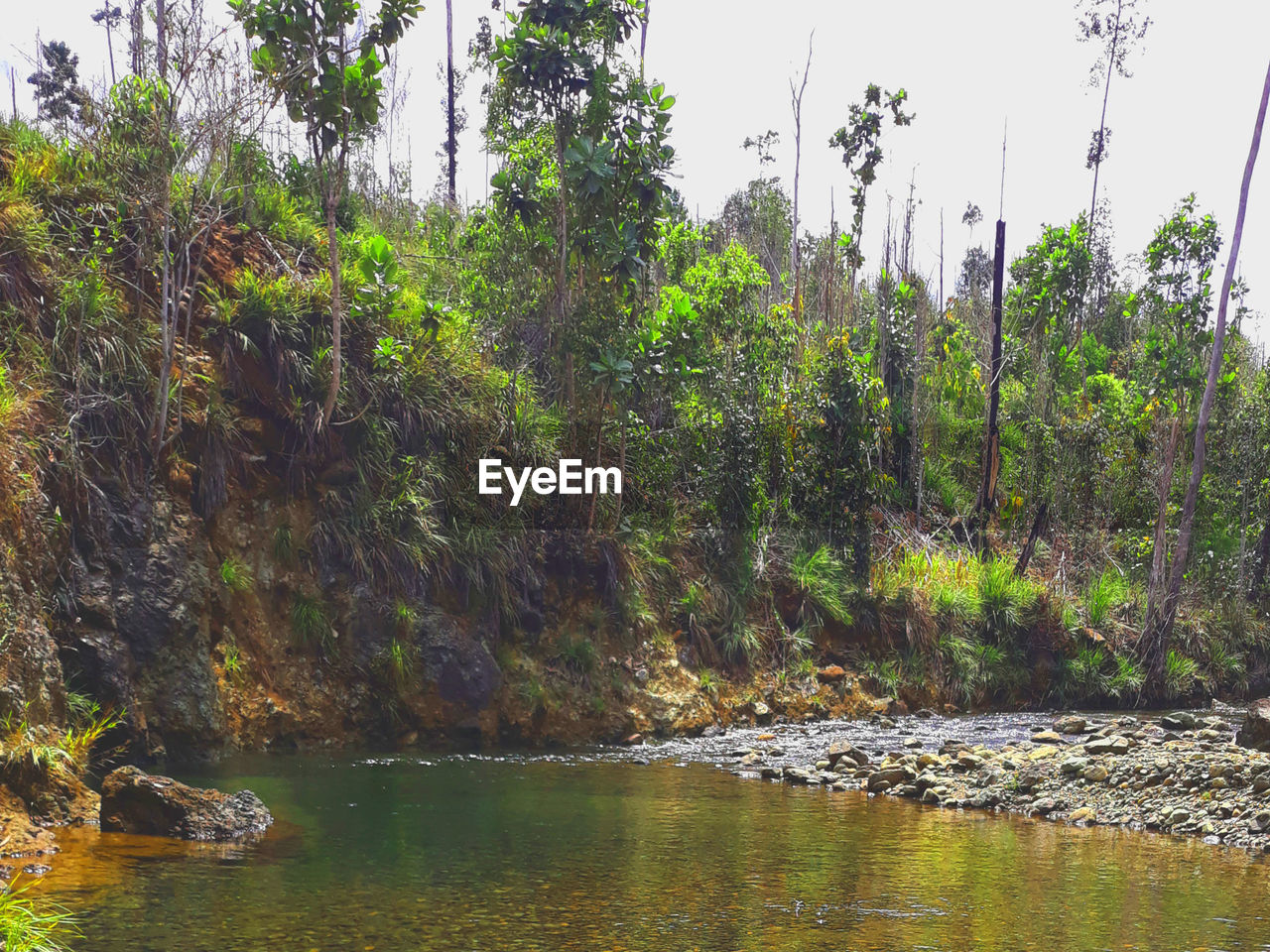 SCENIC VIEW OF RIVER FLOWING IN FOREST