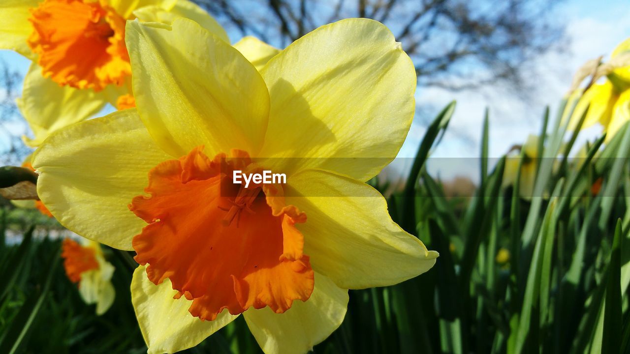 CLOSE-UP OF YELLOW DAFFODIL FLOWERS