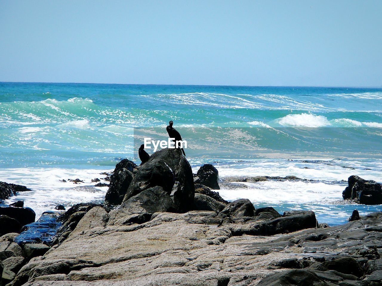 VIEW OF BIRDS PERCHING ON ROCK AT SHORE AGAINST CLEAR SKY