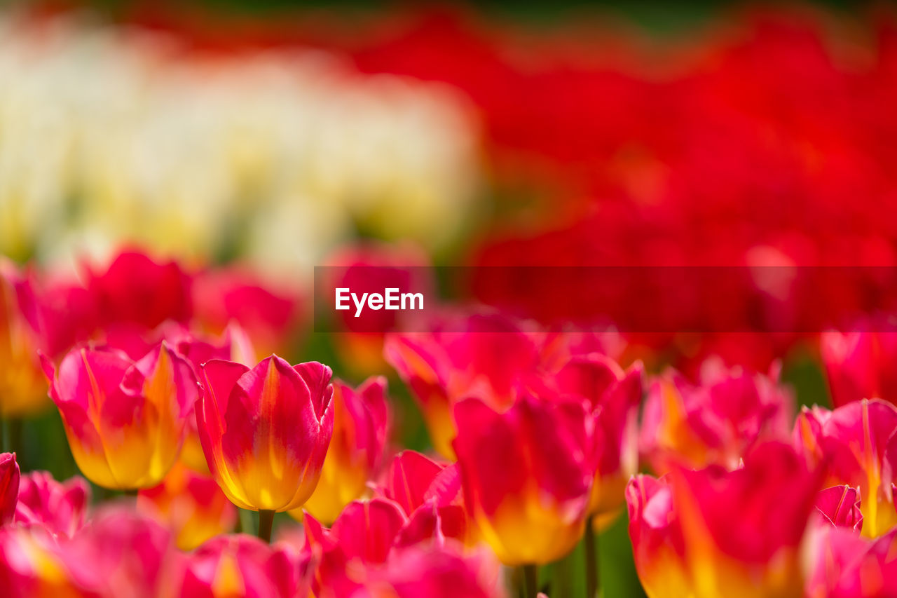 CLOSE-UP OF RED TULIP