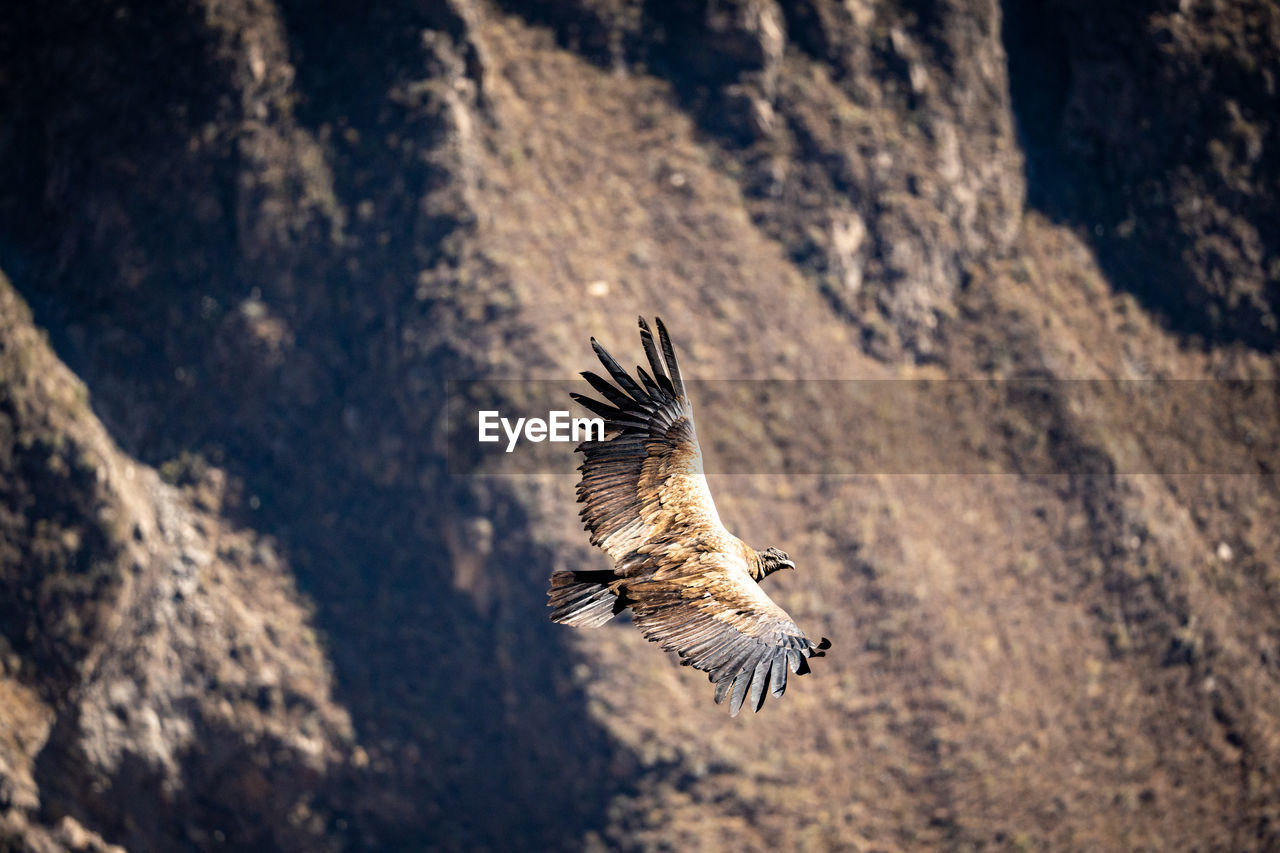 Andean condor flying in the colca canyon in peru