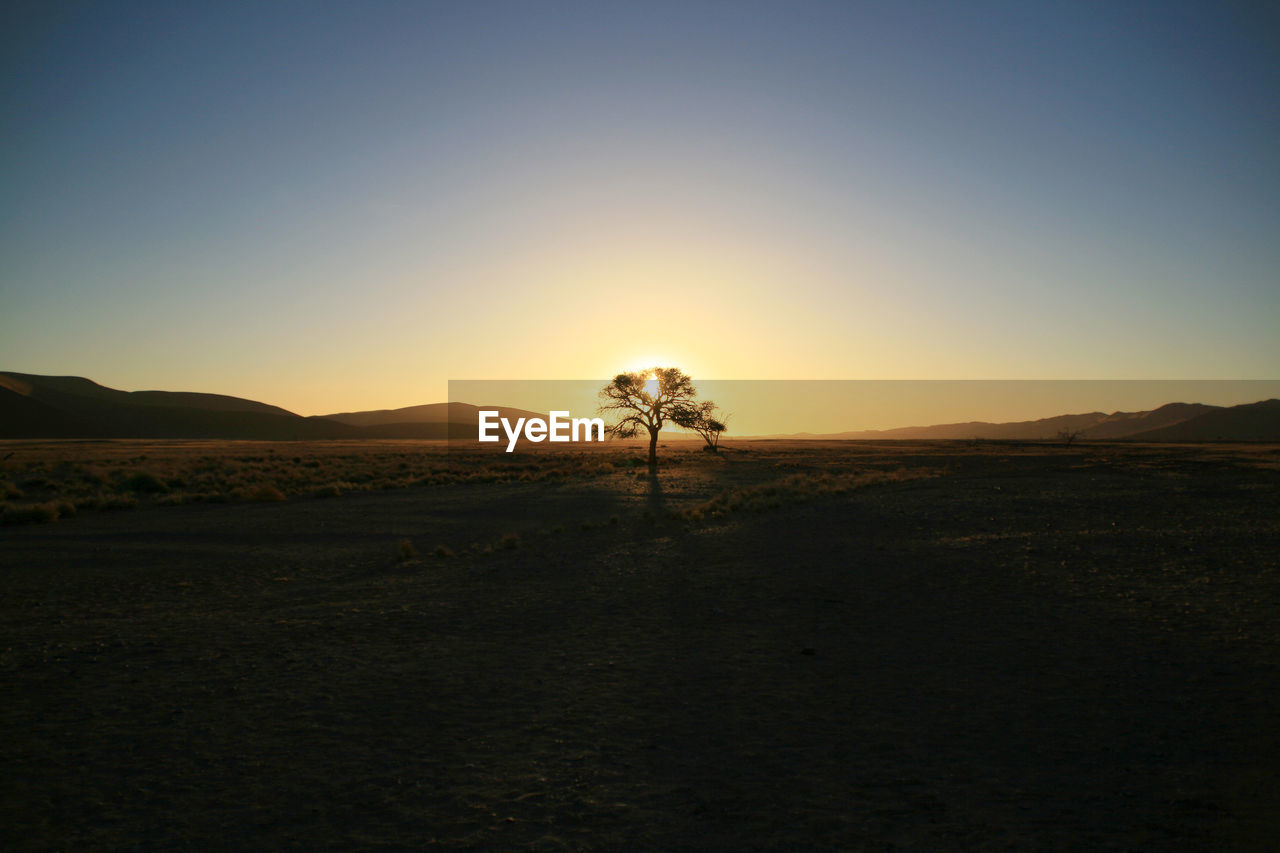 Tree on field against clear sky during sunset