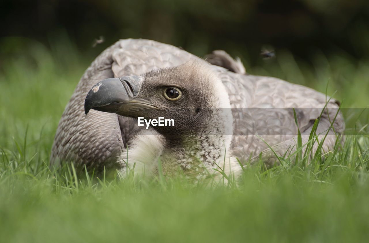 Close-up of bird on field