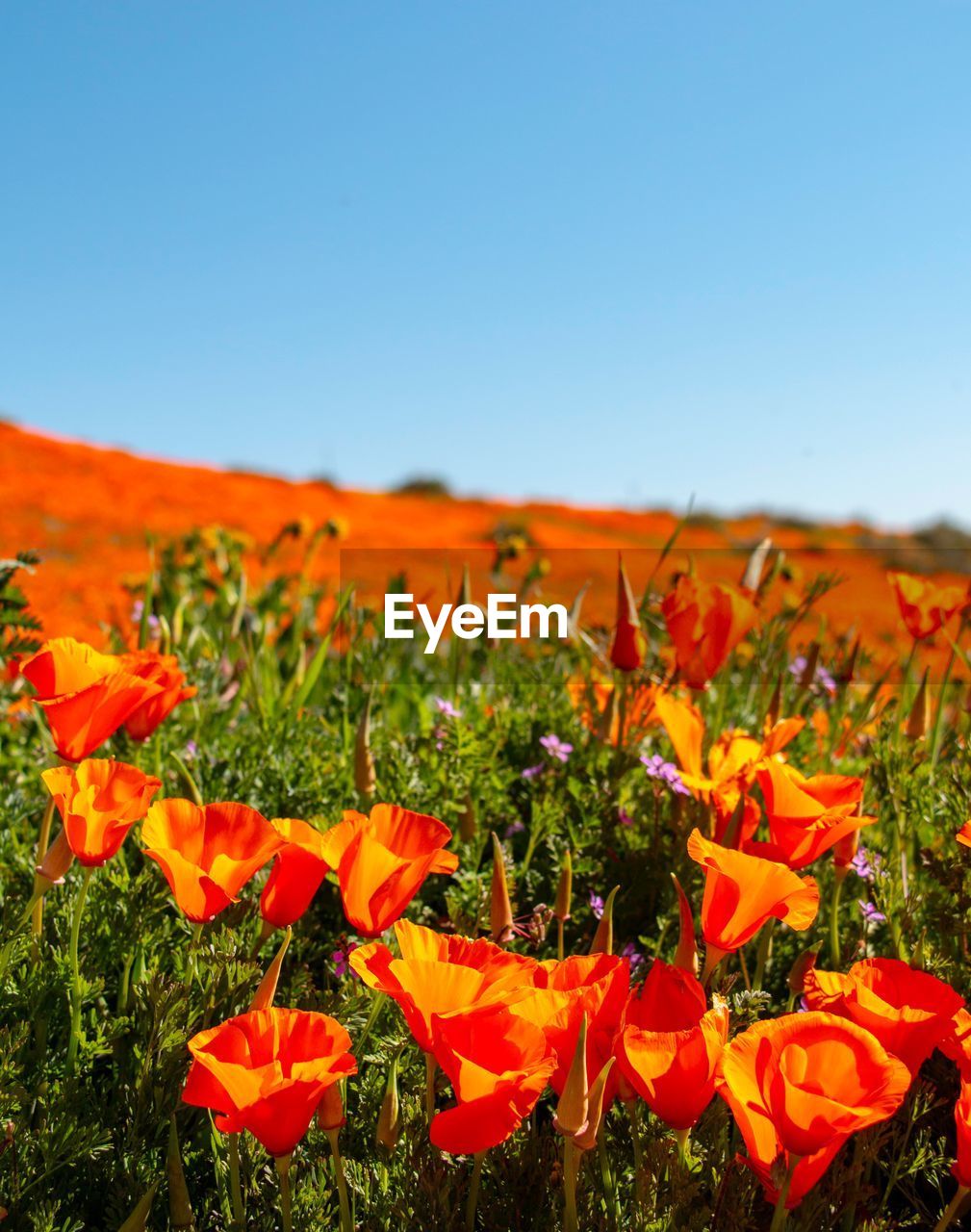 Close-up of orange flowering plants on field against clear sky