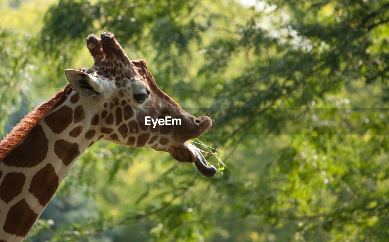 Close-up of giraffe