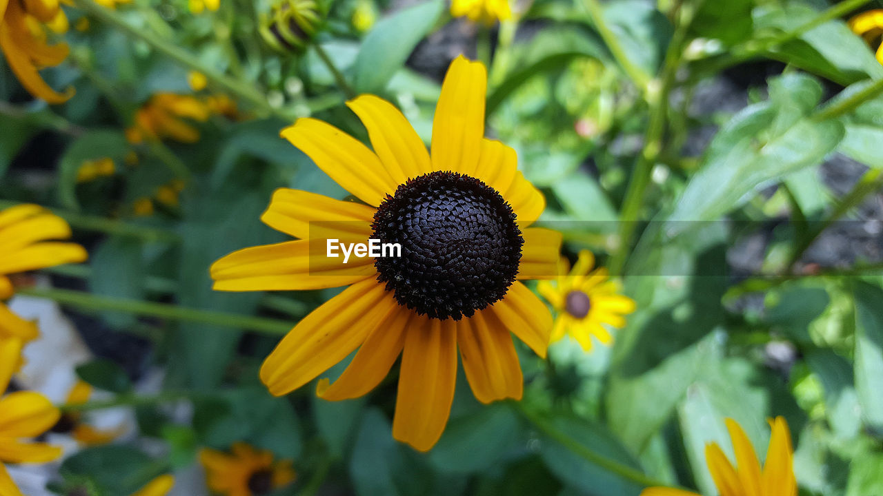 Close-up of yellow flower