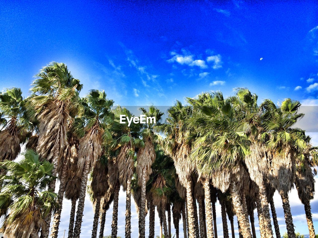 LOW ANGLE VIEW OF PALM TREES AGAINST SKY