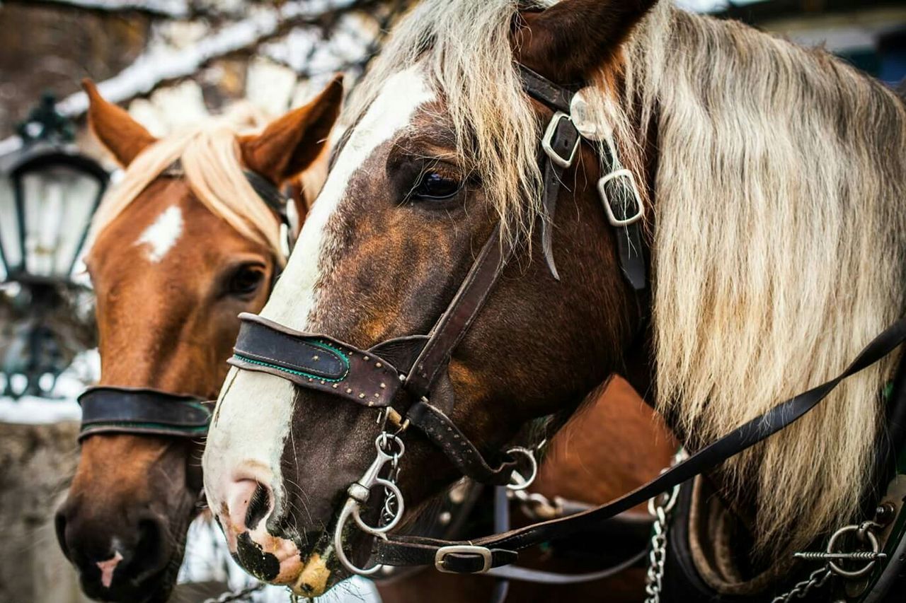 Close-up of horses with bridle